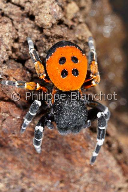 Eresidae_8585.JPG - France, Indre (36), Araneae, Eresidae, Araignée coccinelle (Eresus kollari), mâle, Ladybird Spider